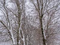 Baumallee am westlichen Ortsrand Aschau im Winterkleid